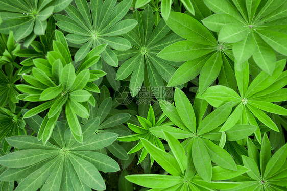 植物羽扇豆图片