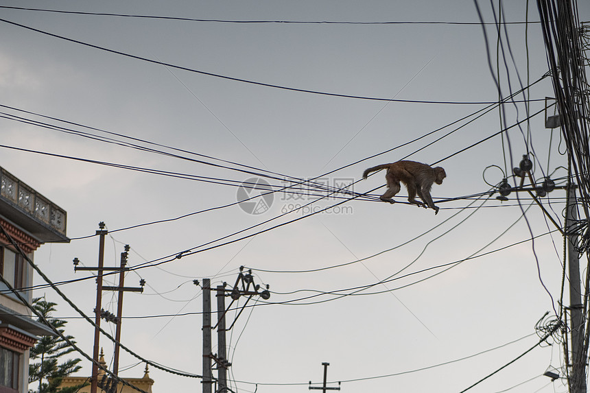 猴子走电线图片