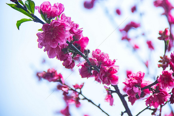 春天盛开的碧桃花图片