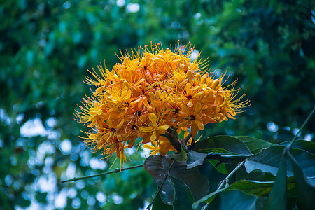 春天盛开的中国无忧花