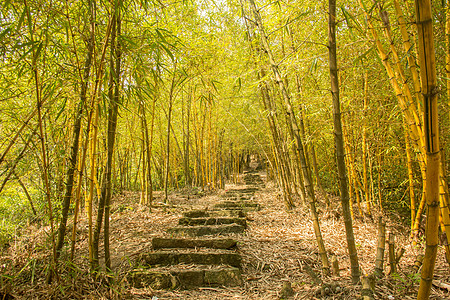 春天里厦门生机勃勃的竹林背景图片