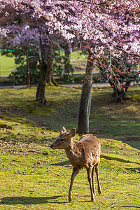 日本奈良奈良公园背景