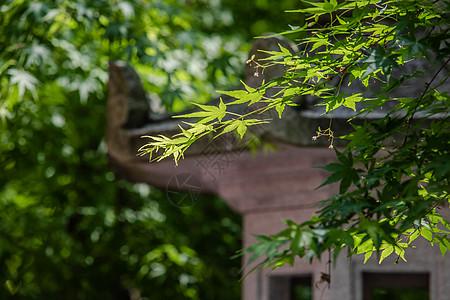 枫叶与中国古代建筑高清图片