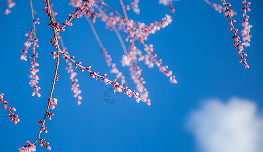 桃花枝春天桃花摄影图背景