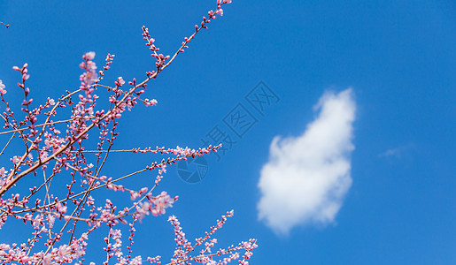 一朵白色桃花春天桃花摄影图背景