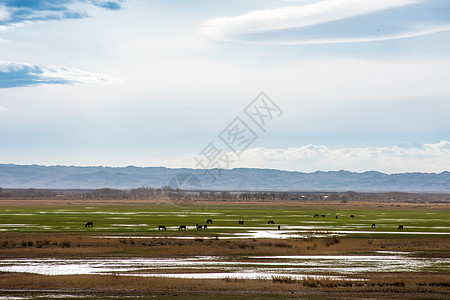新疆春季沼泽湿地草原牧场图片
