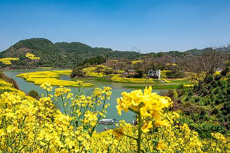 徽州山水春天的古徽州新安江山水画廊万亩油菜花开背景