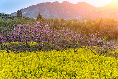 安徽歙县春天的古徽州新安江山水画廊万亩油菜花开背景