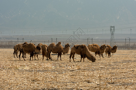 奶站牲畜农牧业发展经济生产骆驼背景