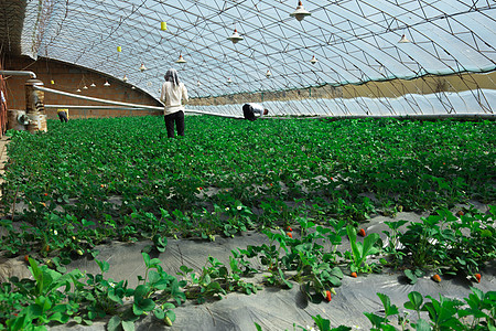 农业技术温室大棚草莓种植扶贫项目高清图片
