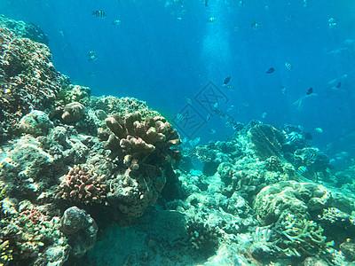 水下拍摄马来西亚仙本那海底鱼群背景