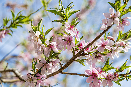 春天盛开的桃花粉色高清图片素材