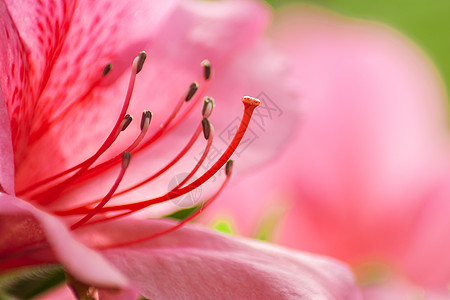 山映红杜鹃花花蕊背景