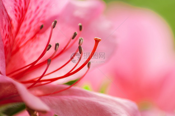 杜鹃花花蕊图片