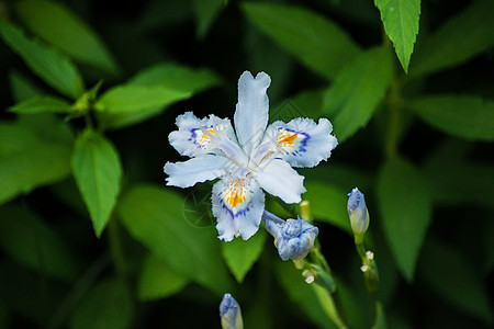 美丽的蝴蝶花高清图片