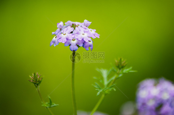 雨后的美女樱图片