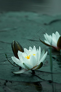 雨后荷花雨后的睡莲背景