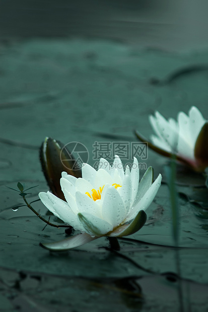 雨后的睡莲图片