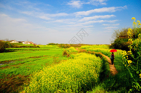 走在油菜花海的小路上图片