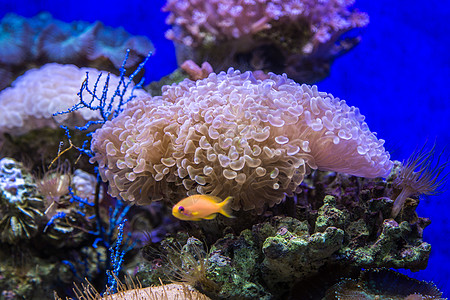 海洋馆各式各样的海底海葵背景