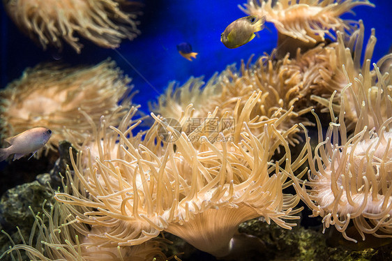 各式各样的海底海葵图片