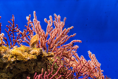 粉色海洋生物美丽的海底珊瑚礁背景