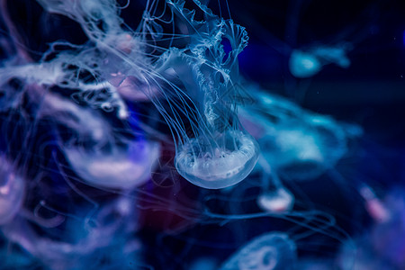 深海水母色彩缤纷的水母背景