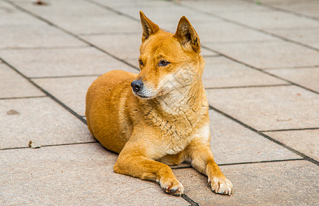 中华田园犬背景