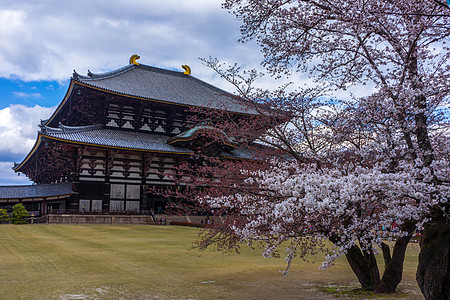 长青春科尔寺日本奈良东大寺樱花背景