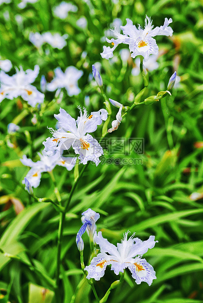 蝴蝶花春景背景图图片