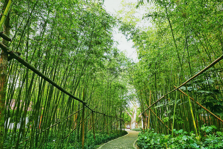幽静的竹林步道图片