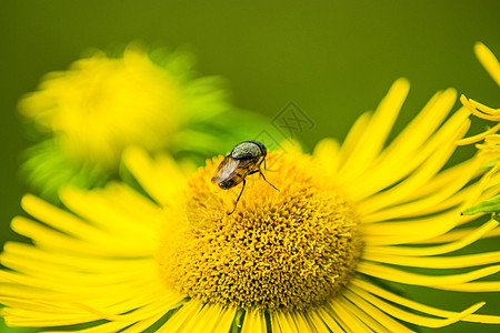 野菊花上采蜜的小蜜蜂图片