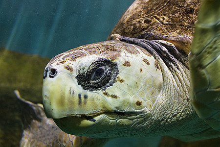 海龟特写动物高清图片素材