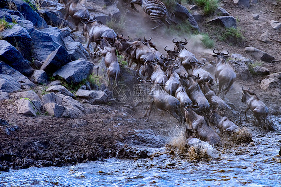 肯尼亚动物大迁徙图片