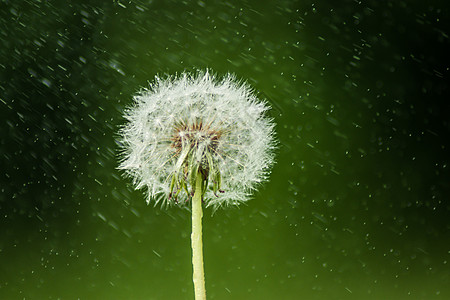 阴雨雨中的蒲公英背景