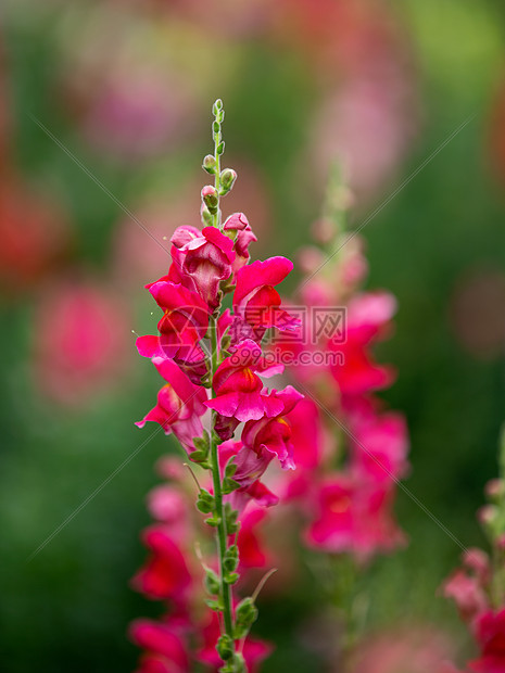 金鱼草花图片