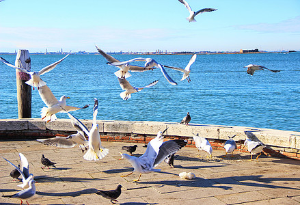 威尼斯海鸥图片