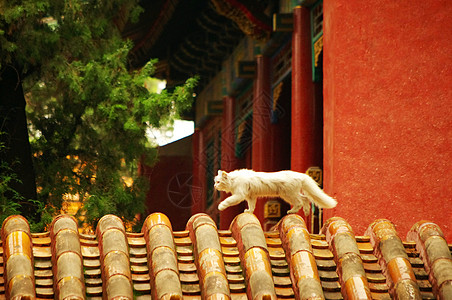 瓦片北京故宫房梁上的猫背景