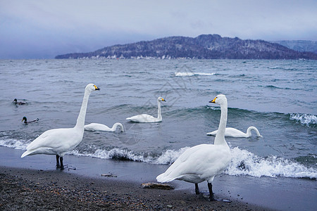 汤逊湖北海道野生天鹅背景