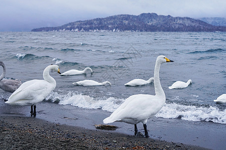 日本北海道野生天鹅图片