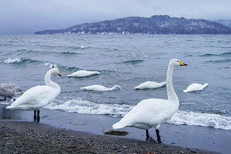 日本北海道野生天鹅高清图片