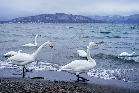 北海道野生天鹅图片