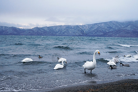 汤逊湖日本北海道野生天鹅背景