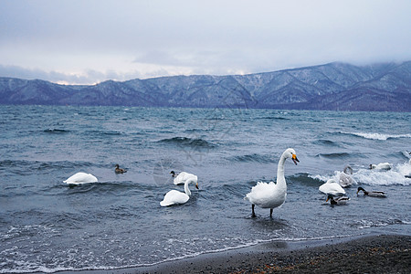 日本北海道野生天鹅图片