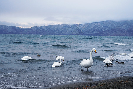 日本北海道野生天鹅白天鹅高清图片素材