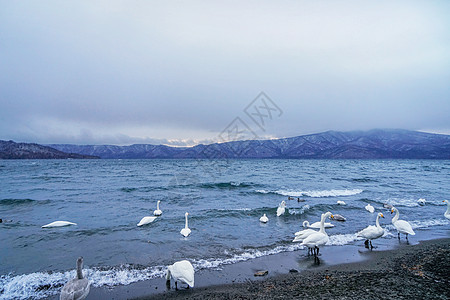 汤逊湖日本北海道野生天鹅背景