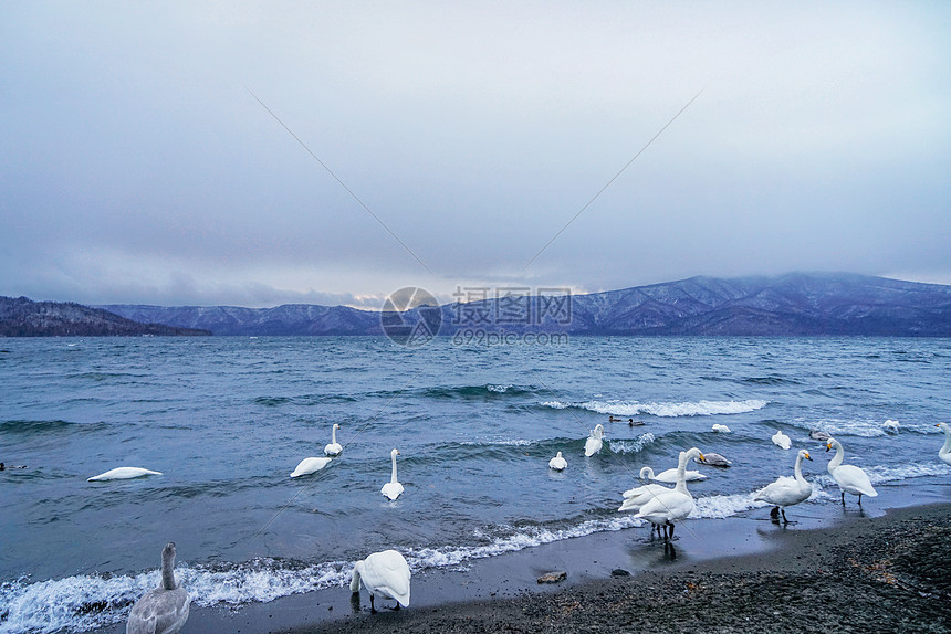 日本北海道野生天鹅图片