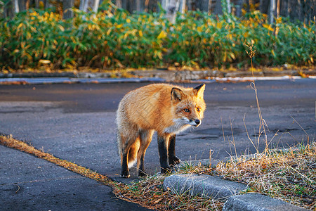 北海道知床野生狐狸背景图片