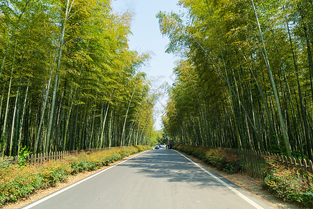 南山竹海竹林大道图片