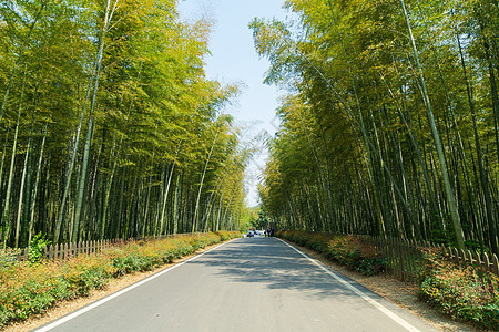 南山竹海竹林大道背景图片